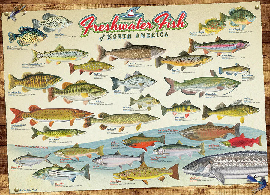 Freshwater Fish of North America 1000 Piece Jigsaw Puzzle
