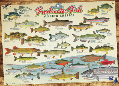 Freshwater Fish of North America 1000 Piece Jigsaw Puzzle