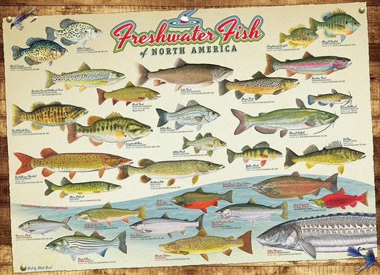 Freshwater Fish of North America 1000 Piece Jigsaw Puzzle
