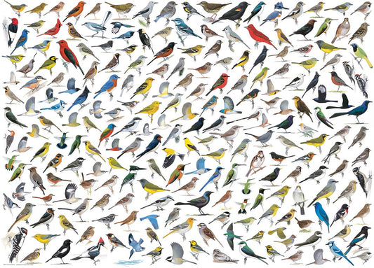 The World of Birds by David Sibley 1000 Piece Jigsaw Puzzle