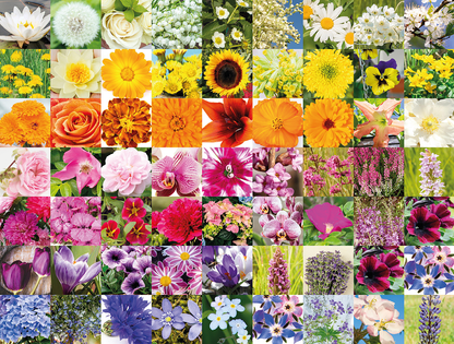 Rainbow Of Flowers 1000 Piece Jigsaw Puzzle
