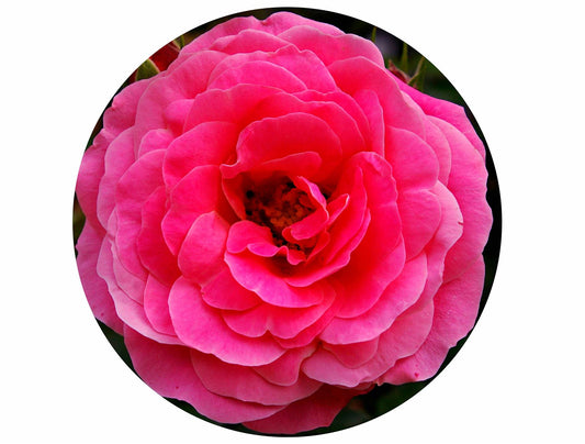 Rose circular  Impuzzible 400 Piece Jigsaw Puzzle