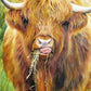 Highland Cow, 1000 Piece Jigsaw Puzzle - All Jigsaw Puzzles UK
 - 1